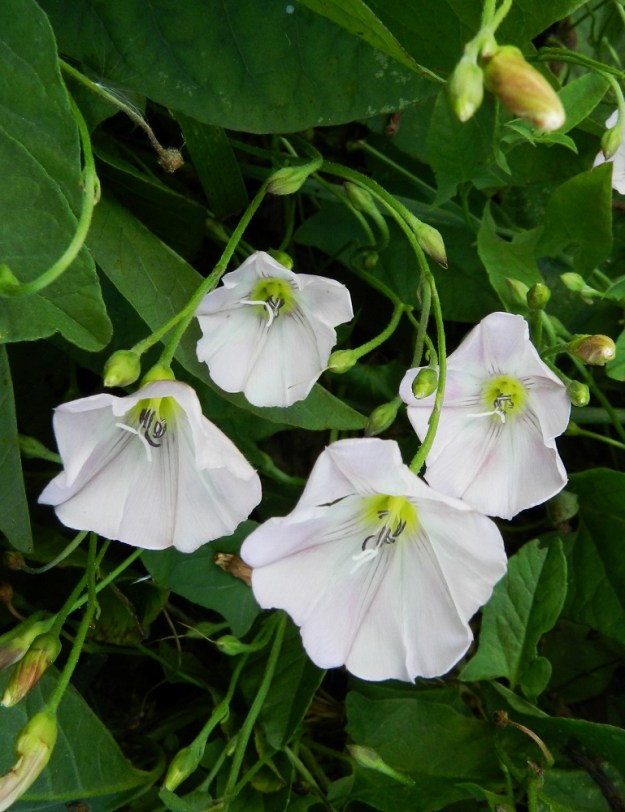 Convolvulus arvensis - peltokierron kukat ovat lehtihangoissa yksittäin tai kahdesta kolmeen kukan kukintohaaroina. Kukkaperä on yleensä noin 2-7 cm pitkä. U, Helsinki, Vuosaari, n. 60 ha:n laajuisen täyttömaakummun, Vuosaarenhuipun eteläosa, 18.8.2012. Copyright Hannu Kämäräinen.
