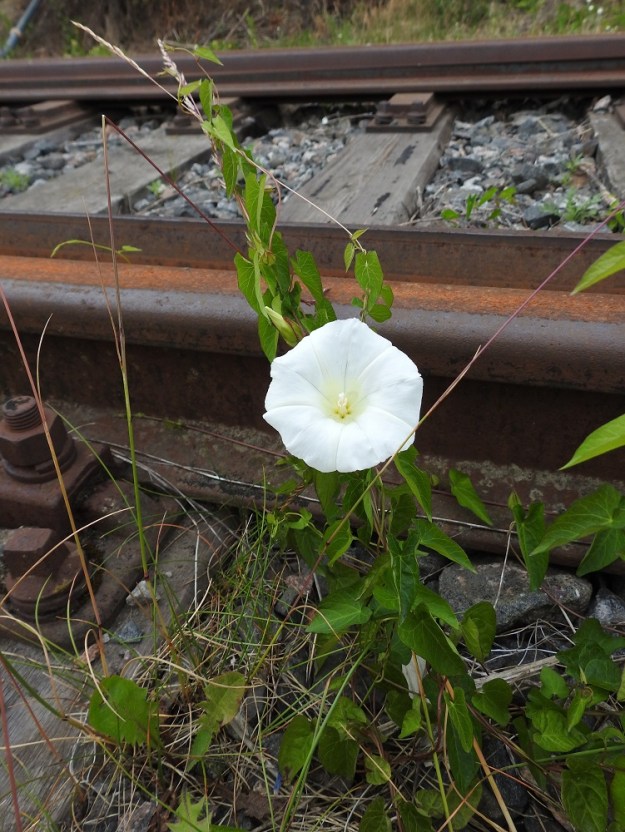Convolvulus sepium - valkokarhunköynnös suosii mm. vesistöjen rantoja ja ravinteikkaita sekä multavia kasvupohjia, mutta sopeutuvana lajina se voi sinnitellä jopa ratasepelilläkin. V, Naantali, satama, Satamatien varressa olevan viljavaraston käytöstä pois jäänyt raide ja sen ympäristö, 26.6.2019. Copyright Hannu Kämäräinen.