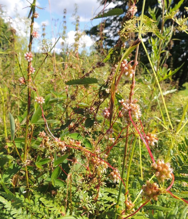 Cuscuta europaea subsp. europaea - humalanvieras kelpuuttaa erityisesti nokkosen lähistöllä loisittaviksi myös kymmeniä muita lajeja. Kuvassa kyseenalaisen kunnian ovat saaneet nokkosen ohella paimenmatara, Galium album ja nurmipuntarpää, Alopecurus pratensis. EH, Padasjoki, Vesijako, Jussilan tila, Uusi-Nuuttilantien ja Hakaperäntien kulmauksessa olevan lammasaitauksen vierus kallioalueen laidassa, 9.8.2015. Copyright Hannu Kämäräinen.