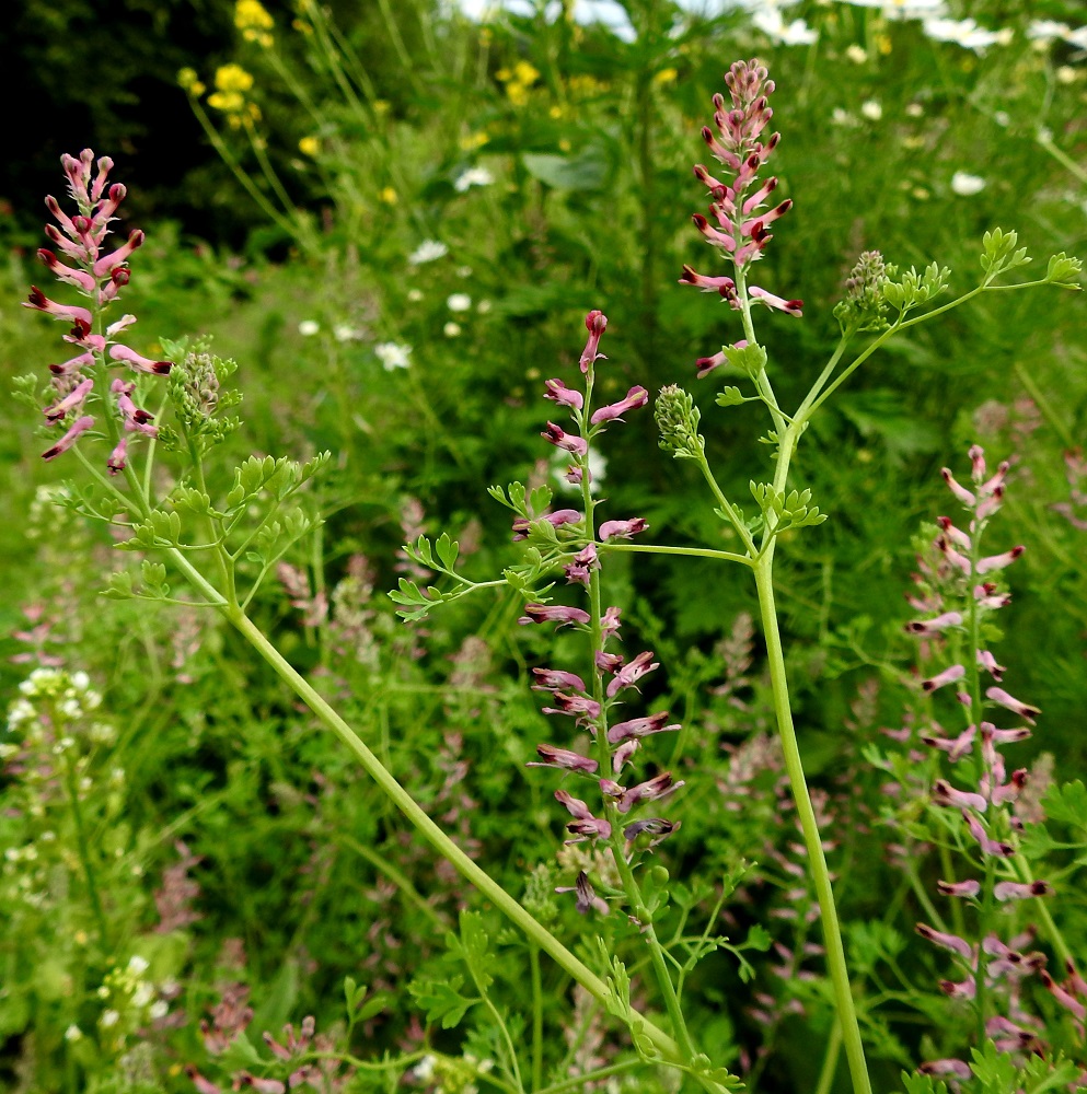 Fumaria officinalis - peltoemäkin kukinto on varren ja haarojen latvassa ja lehtihangoissa oleva terttu, jossa on lopulta yleensä noin 20-30 kukkaa. Se on tavallisesti noin 4-8 cm pitkä ja tasalevyisesti noin 1,5-2 cm leveä. Kukintoperä on noin 1-2 cm pitkä. EH, Hämeenlinna, Loimalahti, Kuokkamaa, entisen Sammon kaatopaikan täyttökummun lakialue, jonne ajettu uusia maakasoja, 22.7.2019. Copyright Hannu Kämäräinen.