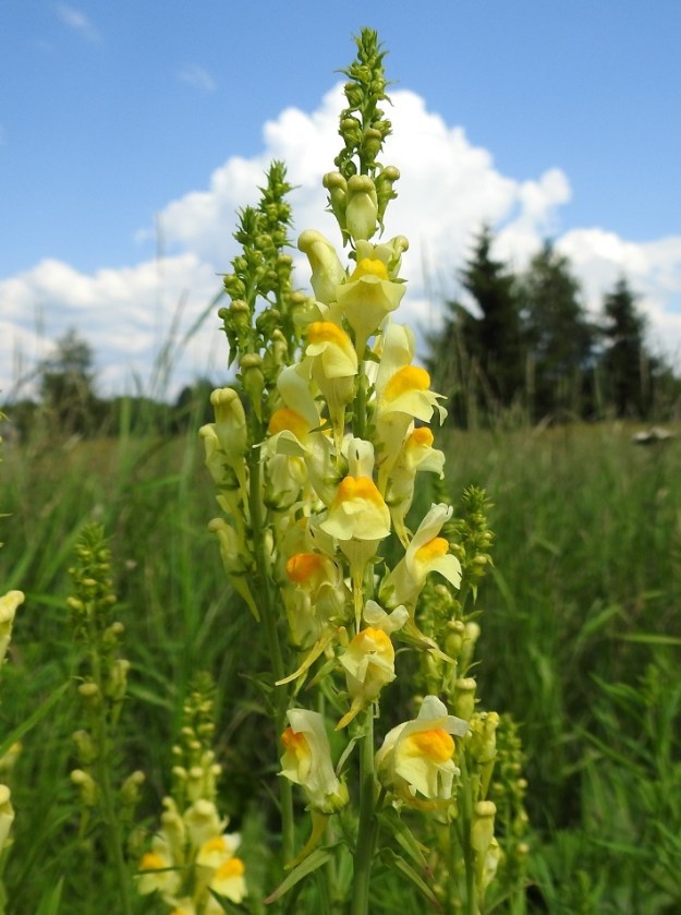 Linaria vulgaris - keltakannusruohon kukinto on varren tai haarojen kärjessä oleva, tiheä latvaterttu, joka on yleensä noin 5-12 cm pitkä ja noin 2-4 cm leveä. EH, Hämeenlinna, Loimalahti, Sampo, Sammonojantien ja Ali-Raakkulantien kulmauksessa olevan entisen peltoalueen laide, 14.7.2018. Copyright Hannu Kämäräinen.