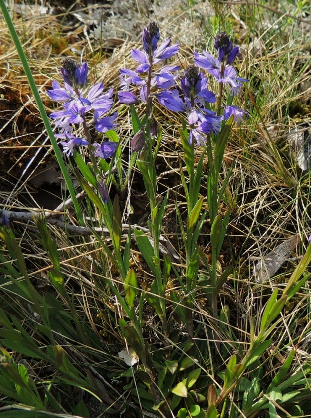 Polygala vulgaris - isolinnunruohon varret ovat kukintoineen tavallisesti noin 10-30 cm pitkät ja haarattomat tai yläosastaan haarovat. Varren alemmat lehdet ovat ylempiä pienemmät. A, Lemland, eteläpää, Björkö, Herröskatanin luonnonsuojelualue, kivikkoinen ja kallioinen rantaketo, 30.5.2013. Copyright Hannu Kämäräinen.