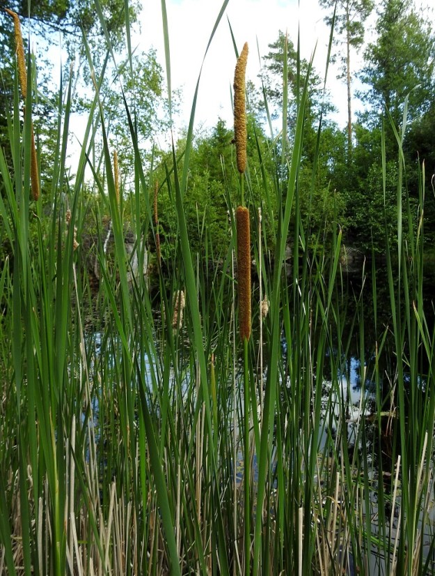 Typha angustifolia - kapeaosmankäämin ylemmät lehdet yltävät selvästi kukintoa korkeammalle. Kukinto on kaksiosainen, tiivis ja lieriömäinen sekä yleensä noin 20-40 cm pitkä. Kukinnon kärkiosa on hedekukkainen ja alaosa emikukkainen. Kukkiessaan ne ovat suunnilleen samanlevyiset. Kukinto-osat ovat selvästi erilliset ja niiden väli on tavallisesti 3-8 cm. 11.7.2023. Copyright Hannu Kämäräinen.