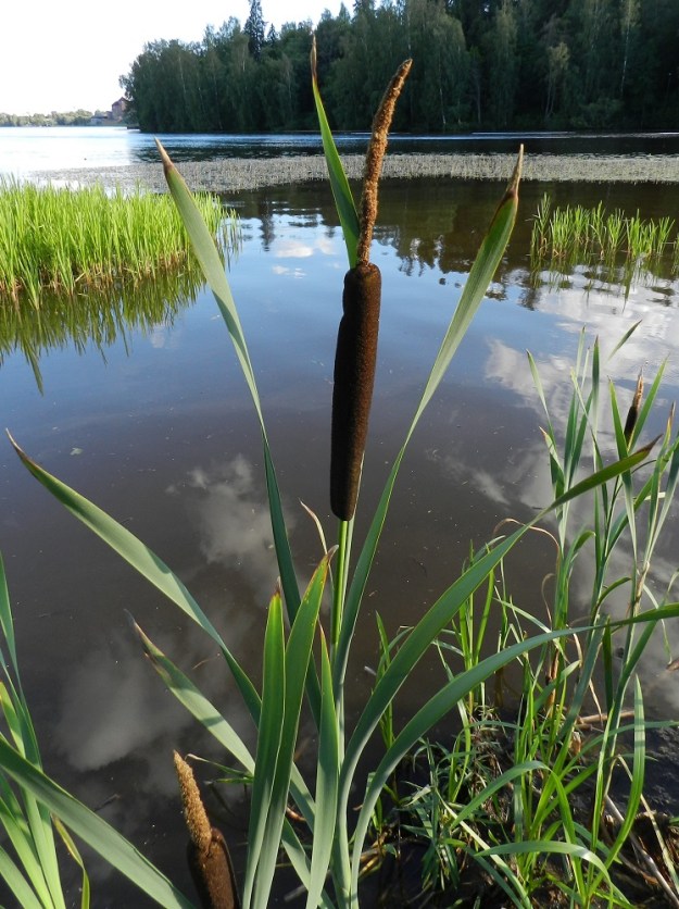 Typha latifolia - leveäosmankäämin kukinto on kaksiosainen, tiivis ja lieriömäinen sekä yleensä noin 20-35 cm pitkä. Sen kukat ovat yksineuvoisia ja tuulipölytteisiä. Kukinnon kapeampi kärkiosa on hedekukkainen ja leveämpi alaosa emikukkainen. Kukinto-osat ovat kiinni toisissaan. Varsi on täyteinen, sileät ja kukinnon alapuolelta yleensä noin 5-7 mm paksu. EH, Hämeenlinna, Sairio, Vanajaveden koillisranta rautatiesillan kaakkoispuolella, pitkospuisen rantapolun varsi, 27.7.2012. Copyright Hannu Kämäräinen.