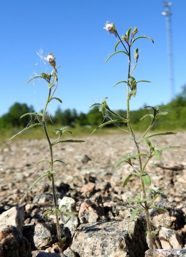 Chaenorhinum minus - (pikku)kissankidan lehdet ovat varren alaosassa vastakkain ja ylempänä lähinnä kierteisesti. Koko kasvi on tiheästi tahmean nystykarvainen ja kerää pintaansa roskia ja muiden kasvien lenninhaivenia. EH, Kouvola, Kuusankoski, Voikkaa, vanha, suurimmaksi osaksi pois käytöstä oleva ratapiha-alue Kuusaantien, Myllytien ja tehdasalueen kolmiossa, 22.6.2020. Copyright Hannu Kämäräinen.