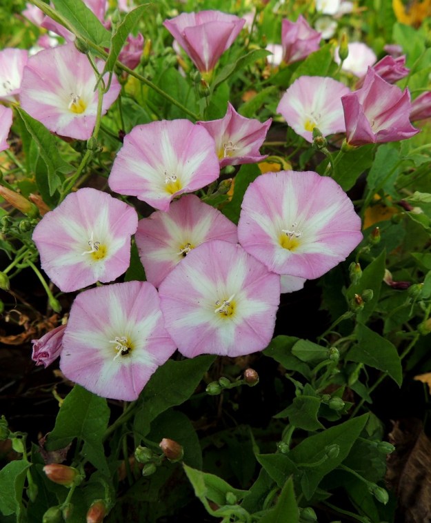 Convolvulus arvensis - peltokierron teriö on leveän suppilomainen ja yhdiskasvuinen. Se on supussa yleensä noin 18-25 mm pitkä ja avoinna tavallisesti noin 20-25 mm leveä. Teriö avautuu ja sulkeutuu laskosmaisesti. 12.7.2014. Copyright Hannu Kämäräinen.