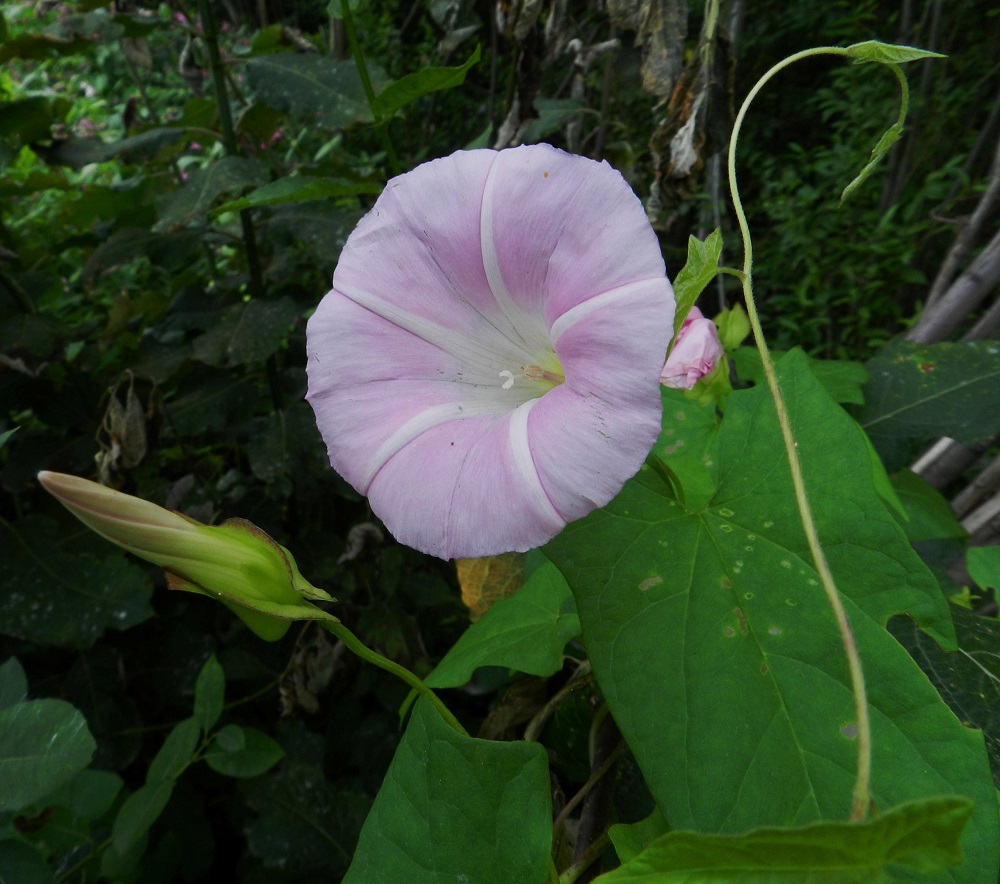 Convolvulus dahuricus - punakarhunköynnöksen teriö on leveän suppilomainen, vaaleanpunainen ja viisilehtinen mutta yhdiskasvuinen sekä jossain määrin poimuinen. Kukkaperä on yleensä noin 5-15 cm pitkä. Varsien hoikat kärjet tekevät ilmassa kiertoliikkeitä etsien ylempää uutta tarttumakohtaa, jonka ympärille kietoutua. 9.8.2011. Copyright Hannu Kämäräinen.
