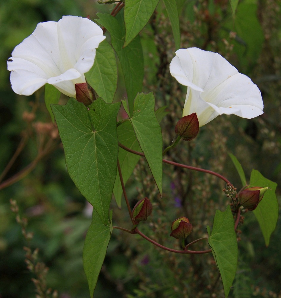 Convolvulus sepium - valkokarhunköynnöksen teriö on leveän suppilomainen, valkoinen ja viisilehtinen mutta yhdiskasvuinen sekä jossain määrin poimuinen. Kukkaperä on yleensä noin 2-9 cm pitkä. Sen kärjessä, välittömästi kukan alapuolella on iso, vastakkainen esilehtipari, jonka lehdet ovat lähinnä herttamaiset. EH, Hämeenlinna, Majalahti, Louhoksentien varren maanläjitysalue, luoteislaita, 21.8.2010. Copyright Hannu Kämäräinen.