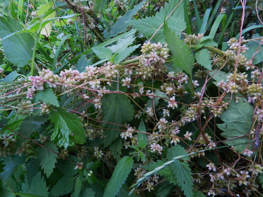Cuscuta europaea subsp. europaea - humalanvieraan varsi on haarova ja yleensä noin 30-120 cm pitkä. Se on punainen, vihreä tai lähes valkoinen. Varret haaroineen muodostavat usein isäntäkasvin eri osiin ja toisiinsa kietoutuvia, tiheitä punoksia ja vyyhtejä. Niiden paino ja vetojännitteet voivat toisinaan taivuttaa vankkavartisen nokkosenkin luokille. EH, Hämeenlinna, keskusta, Karnaalinpuisto, Linnaniemenkadulta Saaristenkadulle vievän Saaristenpolun varsi, 16.7.2011. Copyright Hannu Kämäräinen. Copyright Hannu Kämäräinen.