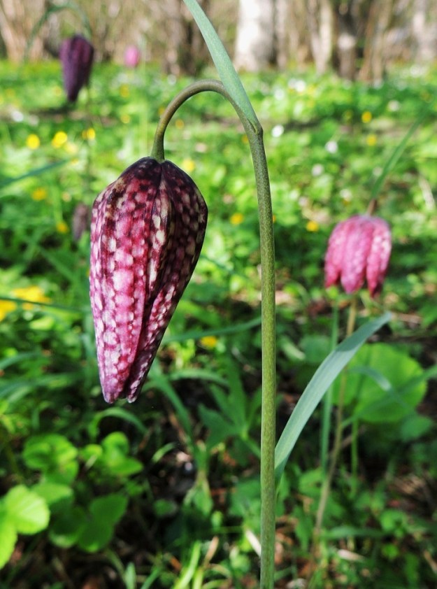 Fritillaria meleagris - kirjopikarililjan varsi on lähes liereä, kalju ja vaalean- tai harmaanvihreä sekä kukinnon alapuolelta usein ruskehtavan vihreä. Kukkaperä on suoraan varren jatkeena ja se on noin 25-40 mm pitkä. Nuppuvaiheessa kukan kehälehdet ovat supussa. 25.5.2013. Copyright Hannu Kämäräinen.