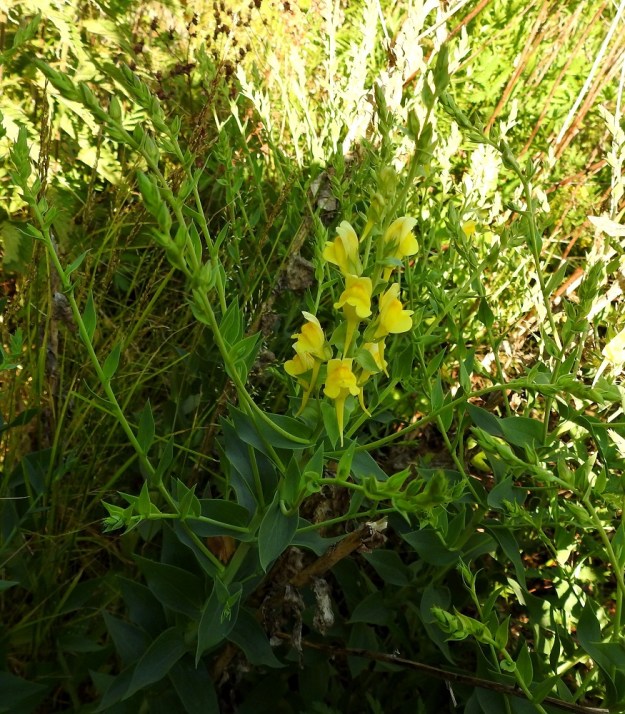 Linaria genistifolia subsp. dalmatica - isohärmäkannusruohon kukinto on varren ja haarojen kärjessä oleva, tiheähkö latvaterttu, joka on yleensä noin 5-15 cm pitkä ja noin 2,5-3,5 cm leveä. Siinä on kierteisesti useimmiten noin 10-20 kukkaa. Kukinnan edistyessä runsaiden sivuhaarojen kukinnot voivat venyä päävarren kukintoa korkeammalle. 27.6.2018. Copyright Hannu Kämäräinen.