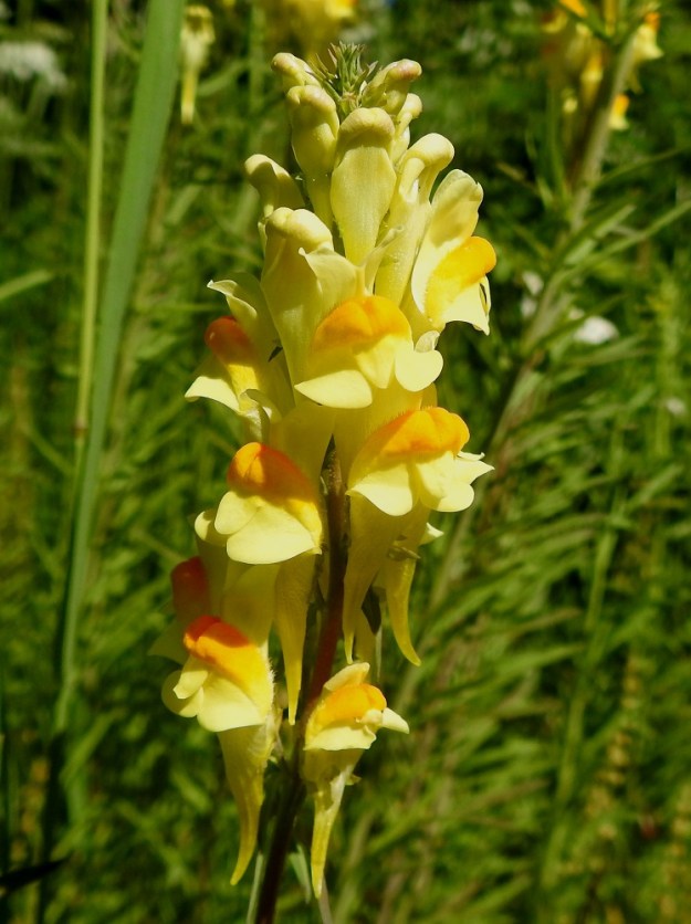 Linaria vulgaris - keltakannusruohon latvatertussa on kierteisesti useimmiten noin 5-30 kukkaa. Teriö on huulimainen, yhdislehtinen ja kannuksellinen sekä vaalean- tai kirkkaankeltainen. Se on pystyn ylähuulen kärjestä kannuksen kärkeen yleensä noin 25-33 mm pitkä. EH, Hämeenlinna, Loimalahti, Hirsimäki, Hirsimäenkadun laitaruohikko Myllyojan länsipuolella, 26.6.2022. Copyright Hannu Kämäräinen.
