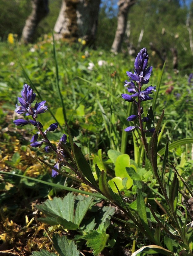 Polygala amarella - katkeralinnunruohon kukinto on varren ja haarojen kärjessä oleva latvaterttu, jossa on tiheähkösti useimmiten noin 10-25 kukkaa. 27.5.2013. Copyright Hannu Kämäräinen.