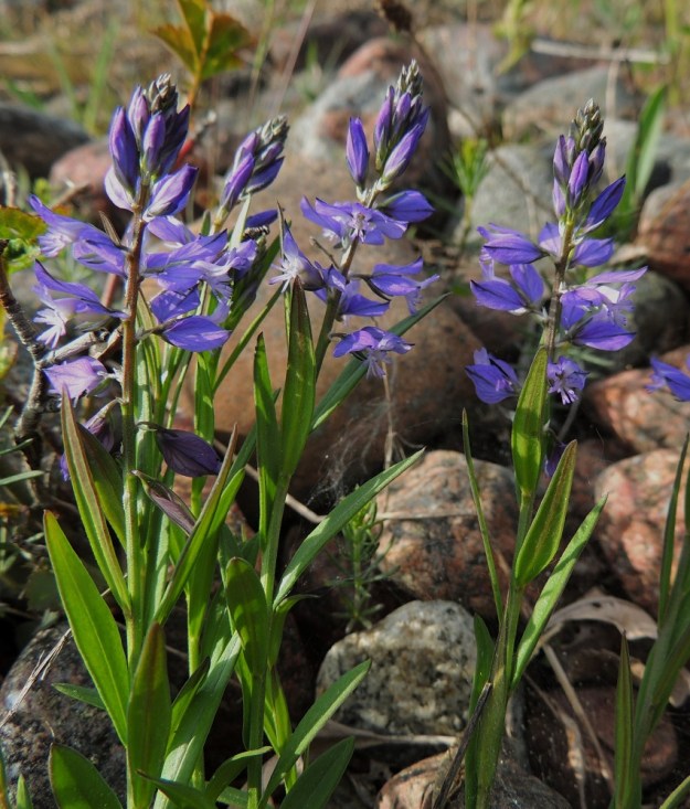 Polygala vulgaris - isolinnunruohon kukinto on varren ja haarojen kärjessä oleva latvaterttu, jossa on harsuhkosti yleensä noin 10-35 kukkaa. A, Lemland, eteläpää, Björkö, Herröskatanin luonnonsuojelualue, kivikkoinen ja kallioinen rantaketo, 30.5.2013. Copyright Hannu Kämäräinen.