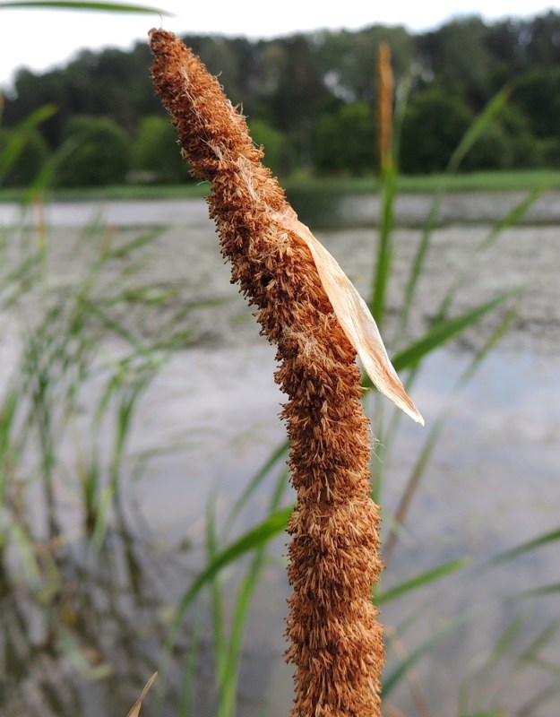Typha latifolia - leveäosmankäämin kukinnon hedeosio on kukkiessaan vaaleanruskea, useimmiten noin 10-13 cm pitkä ja noin 15 mm leveä. Lukuisat hedekukat ovat lyhyissä pikkuhaaroissa. Kuvassa näkyy kuivuneena myös kukintoa aluksi verhonnut suojuslehti. U, Porvoo, keskustan luoteispuoli, Porvoonjoen rantavesi Maarin vesialueen kohdalla, 30.6.2016. Copyright Hannu Kämäräinen.