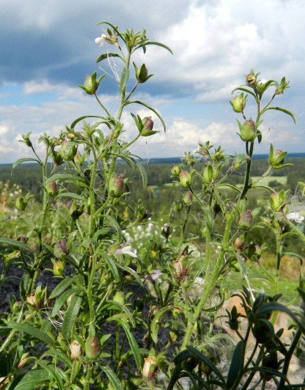 Chaenorhinum minus - (pikku)kissankidan kukintokierto on yksivuotisille kasveille tyypillisen nopea. Latva pitenee koko kasvukauden ja kukinnan ajan. Varsinkin kukinnan loppuvaiheessa heti latvan alapuoliset kukat ovat jo hedelmillä. U, Helsinki, Vuosaari, n. 60 ha:n laajuisen täyttömaakummun, Vuosaarenhuipun keskiosan lakialue, 18.8.2012. Copyright Hannu Kämäräinen.