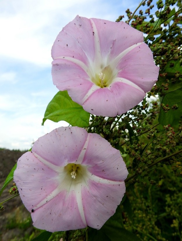 Convolvulus dahuricus - punakarhunköynnöksen teriö on avoinna tavallisesti noin 50-60 mm leveä. Yhteenkasvaneiden terälehtien saumat eivät aina yllä ihan kärkeen saakka. Kuvassa teriöissä näkyvät pienet, tummat pilkut ovat kaikki erikokoisia hyönteisiä. 15.8.2022. Copyright Hannu Kämäräinen.