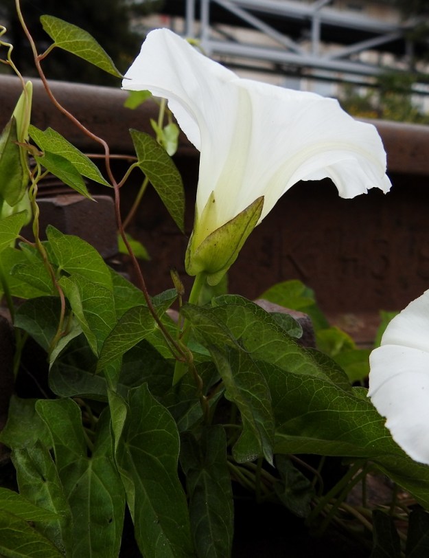 Convolvulus sepium - valkokarhunköynnöksen teriö on supussa yleensä noin 45-55 mm pitkä. Kukan esilehdet ovat suippopäiset, litteähköt ja vihreät tai edellisen kuvan tavoin punaruskeat. Ne ovat tavallisesti noin 15-20 mm pitkät ja leveimmältä kohtaa noin 10-15 mm leveät sekä verhiön lähes kokonaan peittävät. Verhiö on viisilehtinen. Verholehdet ovat lomittaiset, lähinnä leveänsuikeat tai soikeat ja teräväkärkiset. Ne ovat noin 12-15 mm pitkät ja noin 5-7 mm leveät. Kuvassa yksi verholehti näkyy esilehtien välistä. V, Naantali, satama, Satamatien varressa olevan viljavaraston käytöstä pois jäänyt raide ja sen ympäristö, 26.6.2019. Copyright Hannu Kämäräinen.