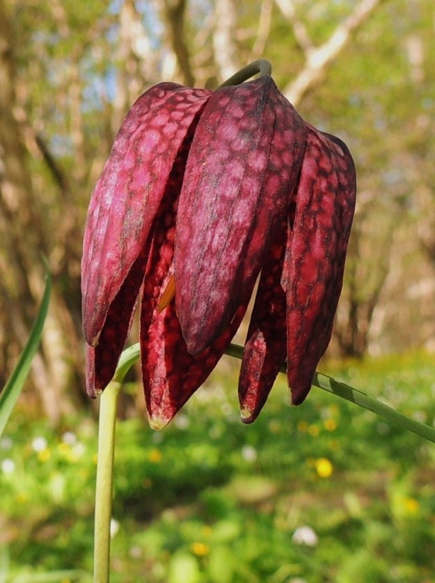 Fritillaria meleagris - kirjopikarililjan kukan kehä on leveän kellomainen eikä se ole erilaistunut teriöksi ja verhiöksi. Kehälehtiä on kuusi ja ne ovat kahtena sisäkkäisenä kiehkurana. Ne ovat yleisimmin ruututäpläisesti vaaleanpunaisen ja punaruskean kirjavat. Kehälehdet ovat lähinnä soikeat, kuperat ja leveän suippo- mutta tylppäkärkiset sekä tavallisesti noin 30-45 mm pitkät ja leveimmältä kohtaa noin 10-18 mm leveät. 25.5.2013. Copyright Hannu Kämäräinen.