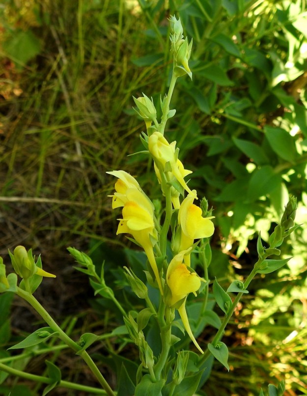Linaria genistifolia subsp. dalmatica - isohärmäkannusruohon teriö on huulimainen, yhdislehtinen ja kannuksellinen sekä keltainen tai vaaleankeltainen. Teriön koko vaihtelee voimakkaasti jopa samassa kasvustossa. Se on pystyn ylähuulen kärjestä kannuksen kärkeen yleensä noin 20-50 mm pitkä. 27.6.2018. Copyright Hannu Kämäräinen.