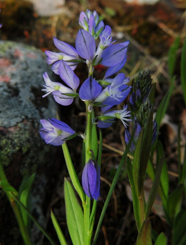 Polygala vulgaris - isolinnunruohon kukat verholehtineen ovat perho- tai lintumaisia, josta juontuu suvun suomalainen nimi. Kukka on sininen ja harvoin vaaleanpunainen, valkoinen tai lähes valkoinen. A, Lemland, eteläpää, Björkö, Herröskatanin luonnonsuojelualue, kivikkoinen ja kallioinen rantaketo, 30.5.2013. Copyright Hannu Kämäräinen.