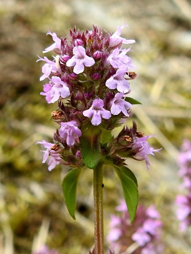 Thymus pulegioides subsp. pulegioides - euroopannurmiajuruohon varren kaksi vastakkaista sivua ovat koverat. Koverat sivut vaihtuvat vuorottain nivelten välillä. Kangasajuruohon ja idännurmiajuruohon varsissa ei koveria sivuja ole. 30.6.2012. Copyright Hannu Kämäräinen.