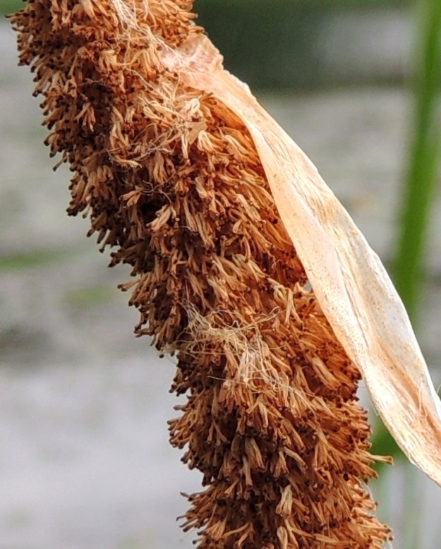 Typha latifolia - leveäosmankäämin kukinnon hedeosiossa on rihmamaisten ja usein yhtyneiden palhojen kärjessä yleensä kahdesta viiteen noin 3-3,5 mm pitkää ja kapean nuijamaista pontta. U, Porvoo, keskustan luoteispuoli, Porvoonjoen rantavesi Maarin vesialueen kohdalla, 30.6.2016. Copyright Hannu Kämäräinen.