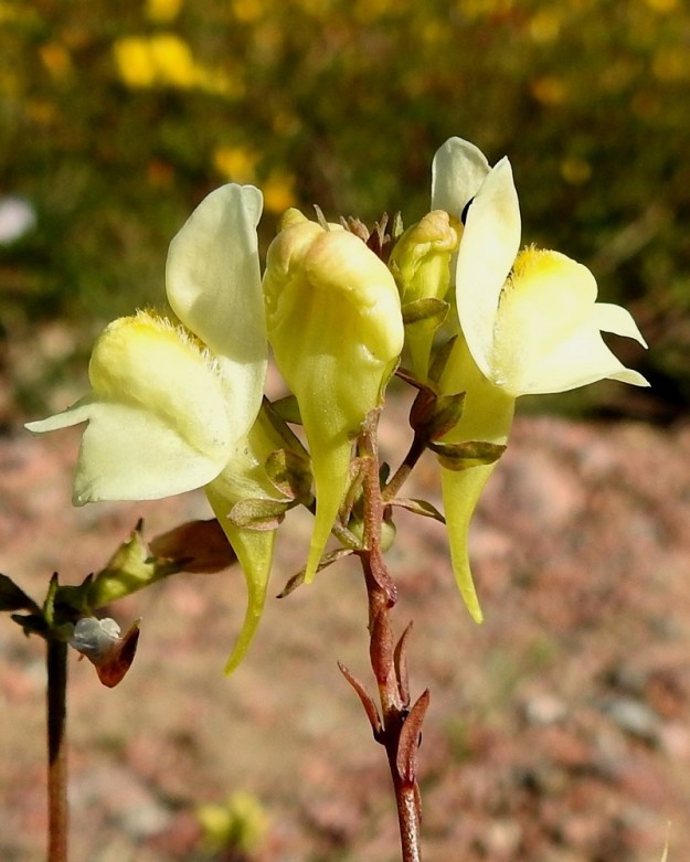 Linaria vulgaris - keltakannusruohon alahuulessa oleva kannus on lähinnä kartiomainen, melkein suora tai eteenpäin kaareva ja pitkän kapeakärkinen sekä tavallisesti noin 10-13 mm pitkä. Paahteisilla kasvupaikoilla monien lajien suorassa auringossa olevat vihreät osat muuttuvat ainakin osittain punaruskeiksi. EK, Kotka, Halla, saaren laaja, sorapohjainen puutavaran varastointialue, 28.6.2018. Copyright Hannu Kämäräinen.