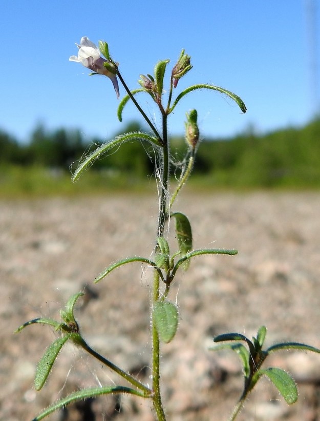 Chaenorhinum minus - (pikku)kissankidan kukkaperä on täysikasvuisilla kukilla noin 8-20 mm pitkä. Teriö on yleisväriltään vaalean sinipunainen. EH, Kouvola, Kuusankoski, Voikkaa, vanha, suurimmaksi osaksi pois käytöstä oleva ratapiha-alue Kuusaantien, Myllytien ja tehdasalueen kolmiossa, 22.6.2020. Copyright Hannu Kämäräinen.