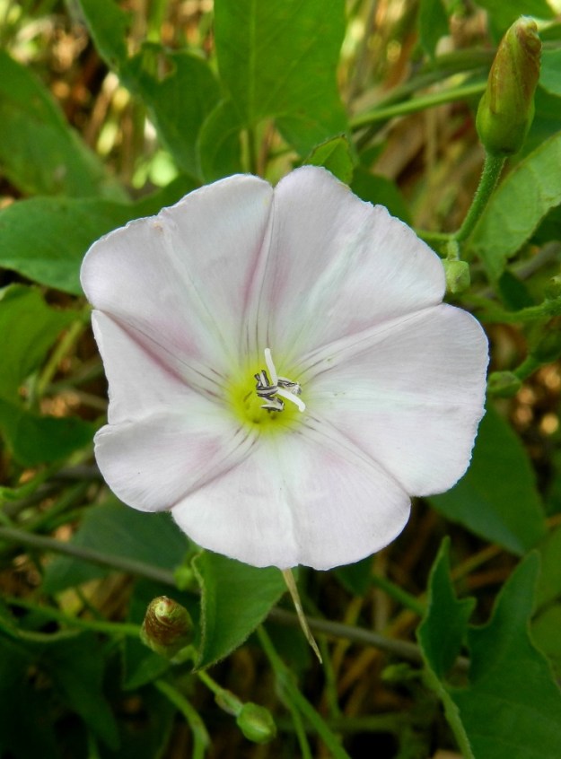 Convolvulus arvensis - peltokierron teriössä on toisinaan vain häivähdys vaaleanpunaista. Teriö on todellisuudessa viisilehtinen, mutta lehdet ovat kasvaneet lähes kokonaan yhteen. Yhteenkasvamisen saumat näkyvät varsin selvästi. Teriösuppilon ulkolaidoilla on vaihtelevasti näkyvillä yhtyneiden terälehtien mukaiset, matalasti erilliset ja lähes tasapäiset tai hieman pyöristyneet kärjet. U, Helsinki, Vuosaari, n. 60 ha:n laajuisen täyttömaakummun, Vuosaarenhuipun eteläosa, 18.8.2012. Copyright Hannu Kämäräinen.