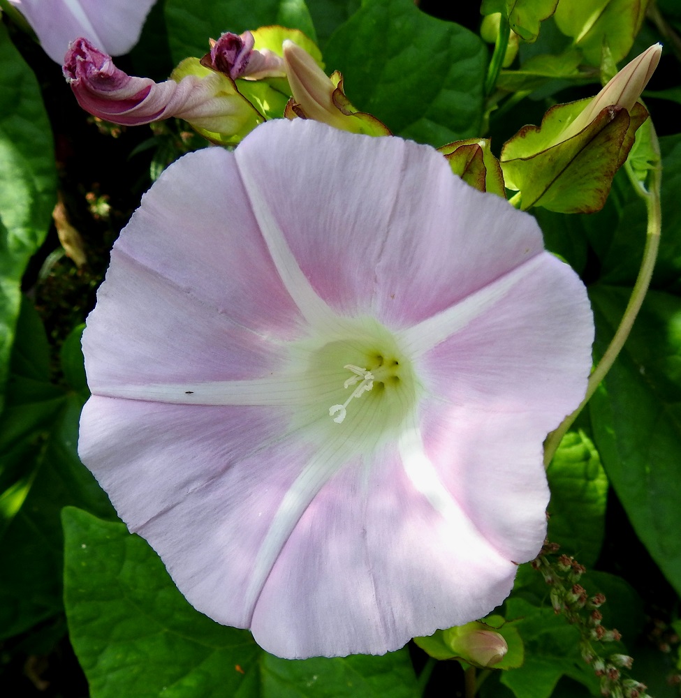 Convolvulus dahuricus - punakarhunköynnöksen teriön sisäpinnassa on tyveltä alkaen viisisäteinen, valkoinen alue. Säteet toimivat ehkä mesiviittoina pölyttäville hyönteisille. 15.8.2022. Copyright Hannu Kämäräinen.