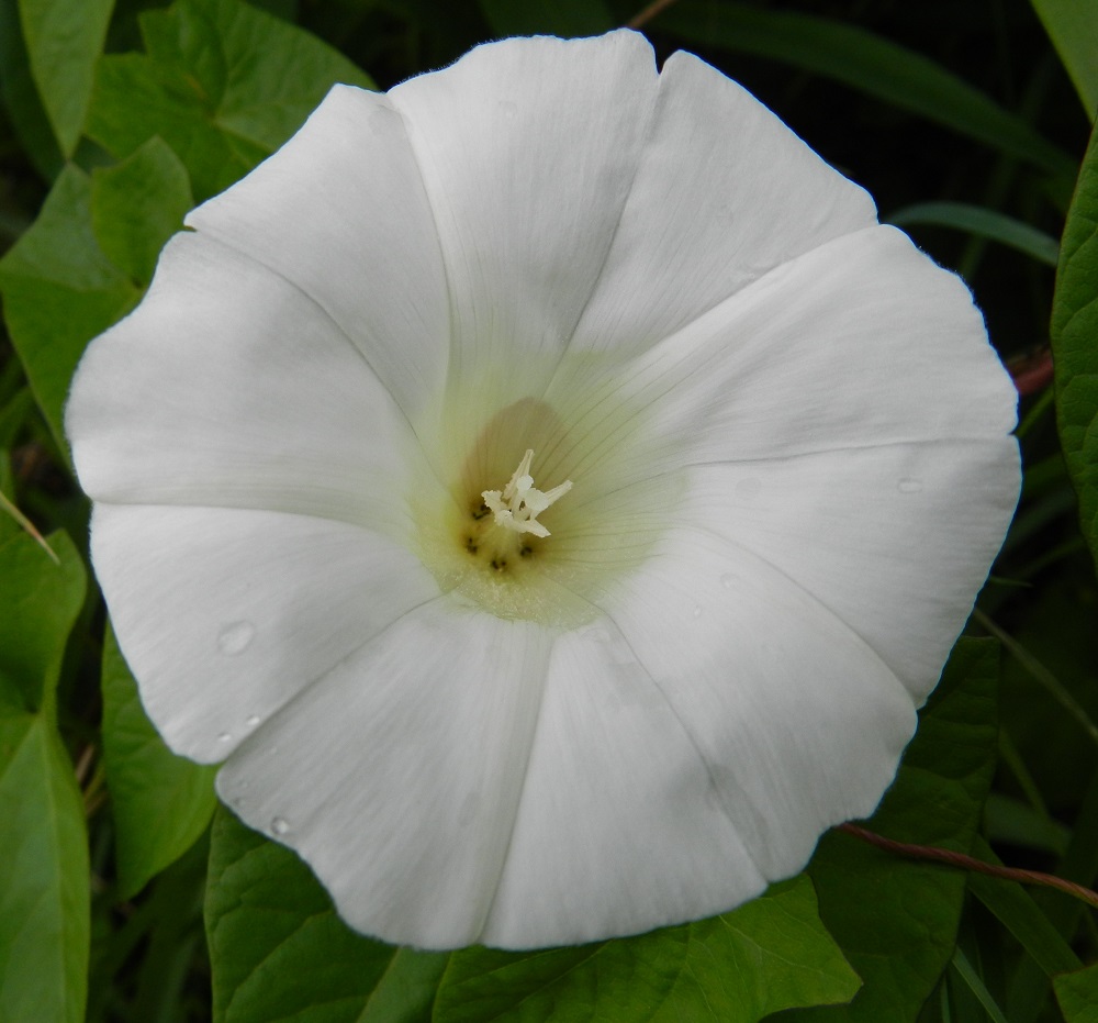 Convolvulus sepium - valkokarhunköynnöksen teriö on avoinna tavallisesti noin 40-50 mm leveä. Yhteenkasvaneiden terälehtien saumat eivät aina yllä ihan kärkeen saakka. Nielun ympäristö on kellanvalkoinen. EH, Hämeenlinna, Keinusaari, Varikonniemen pohjoistyvi, Vanajaveden ranta radanvarressa, 25.6.2011. Copyright Hannu Kämäräinen.