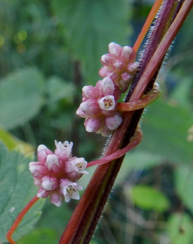 Cuscuta europaea subsp. europaea - humalanvieraan varsi kasvattaa imujuuret loisittavan kasvin solukkoon. Imujuurien kiinnittymiskohdat näkyvät kuvassa varren sivulla vaaleampina. Kun humalanvieras on saanut otteen sopivasta kasvista ja kiinnittänyt ensimmäiset imujuurensa siihen, sen oma, hento juuri kuolee ja suora yhteys maaperään katkeaa. Näin se on kutsumattomana vieraana liittynyt täysin loisittavan kasvin ravintokiertoon. EH, Hämeenlinna, keskusta, Karnaalinpuisto, Linnaniemenkadulta Saaristenkadulle vievän Saaristenpolun varsi, 15.8.2012. Copyright Hannu Kämäräinen. Copyright Hannu Kämäräinen.