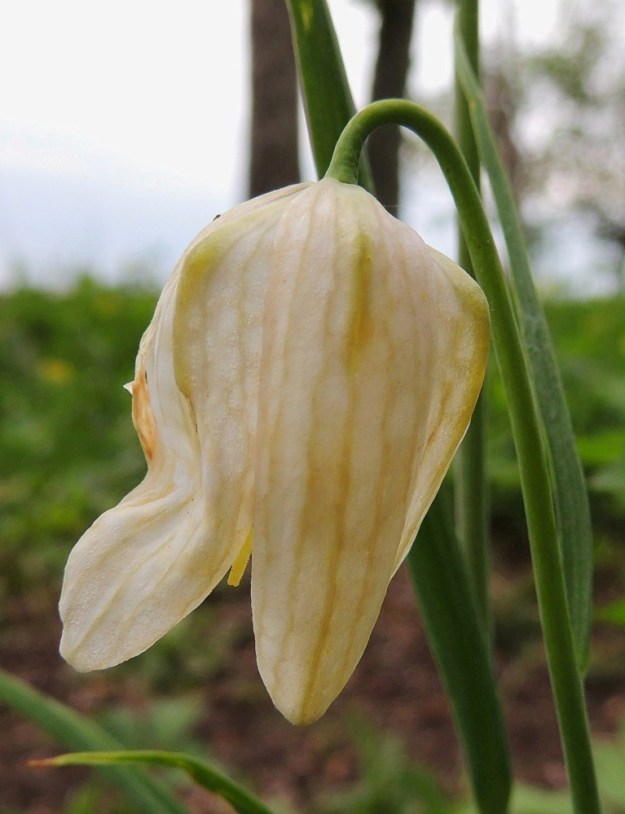 Fritillaria meleagris - kirjopikarililjan kukan kehälehdet ovat toisinaan pääväriltään myös valkoiset tai kermanvalkoiset. Tällöinkin suonitus ja ruutukuvio ovat tummemmat. 25.5.2013. Copyright Hannu Kämäräinen.