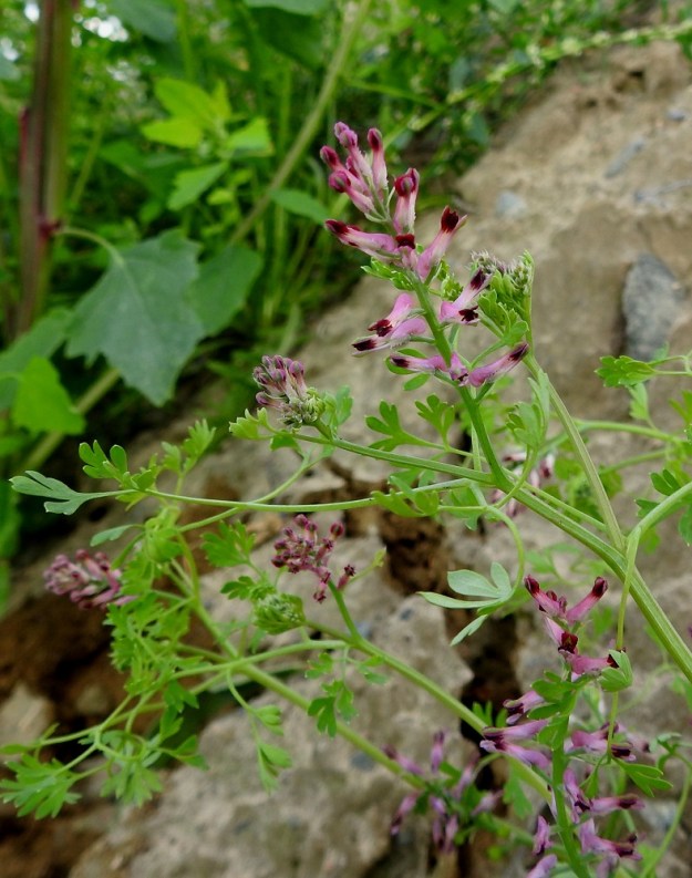 Fumaria officinalis - peltoemäkin teriö on nuppuvaiheen jälkeen poikittainen, vastakohtainen ja lieriömäinen. Se on vaaleanpunertava ja kärjestään tumman- tai jopa mustanpunainen. 9.8.2023. Copyright Hannu Kämäräinen.