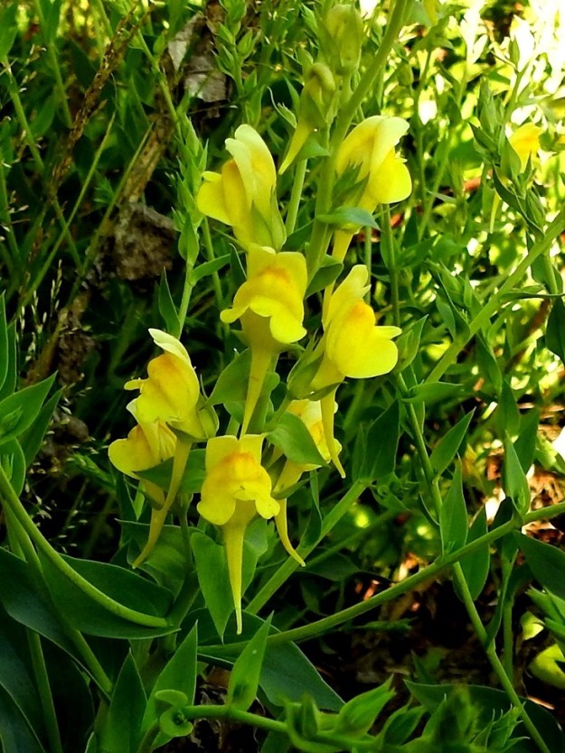 Linaria genistifolia subsp. dalmatica - isohärmäkannusruohon teriön ylähuuli on kaksiliuskainen ja noin 8-15 mm pitkä. Alahuuli on kolmiliuskainen ja noin 8-12 mm pitkä. Sen tyvellä on iso, keskeltä punakeltainen ja karvainen pullistuma, joka sulkee teriön nielun. 27.6.2018. Copyright Hannu Kämäräinen.