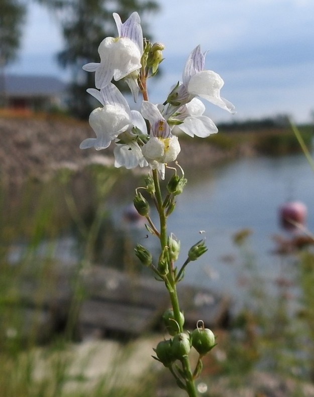 Linaria repens - juovakannusruohon kukat ovat latvatertussa kierteisesti ja usein ryhminä. Kukinta-aika on pitkä. Niinpä alemmat kukat ovat jo hedelmillä samaan aikaan, kun latva tuottaa edelleen uusia nuppuja. Teriö on huulimainen, yhdislehtinen ja kannuksellinen. Alahuulen tyvellä on pullistuma, joka sulkee teriön nielun. Kuvan kukinnon yhden teriön alahuuli pullistumineen on painettu alas, jolloin heteet ja emin vartalo paljastuvat. St, Eurajoki, Luvia, Laitakari, Laitakarintien lounaispuolella oleva venesatama, 15.8.2023. Copyright Hannu Kämäräinen.