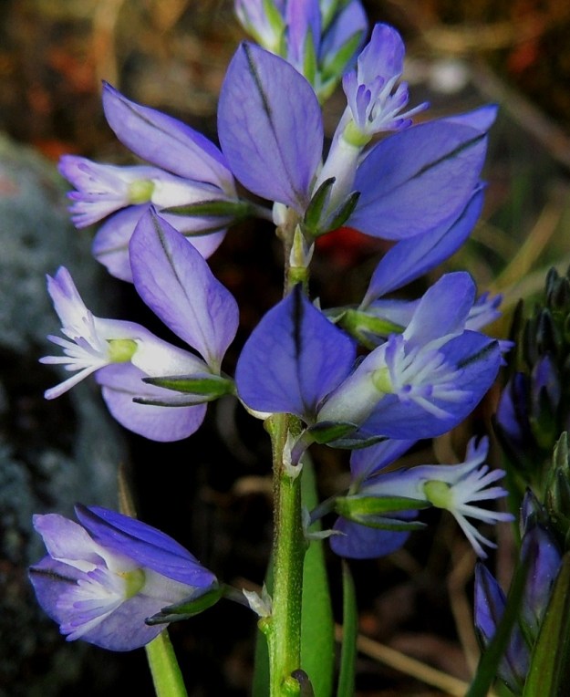 Polygala vulgaris - isolinnunruohon kukka on täysin avoinna tavallisesti noin 6-8 mm pitkä ja noin 7-10 mm leveä. Verholehtiä on viisi. Niistä kaksi sisempää ovat terälehtimäisiä, soikeita ja siipimäisesti sivulle siirottavia. Kolmesta ulommasta verholehdestä kaksi on kukan alapuolella ja yksi kukan yläpuolella. Ne ovat keskeltä vihreät ja laidoiltaan sinertävät sekä kapeanpuikean suikeat. Kukkaperä on noin 1-1,5 mm pitkä. Sen tyvellä on kolme vaaleaa ja puikeahkoa pikkulehteä, joista keskimmäinen ja pisin on vihreäsuoninen tukilehti ja sen molemmin puolin on pienempi esilehti. Ne ovat vain noin 0,8-2 mm pitkät ja noin 0,5-0,7 mm leveät sekä varisevat varhain. A, Lemland, eteläpää, Björkö, Herröskatanin luonnonsuojelualue, kivikkoinen ja kallioinen rantaketo, 30.5.2013. Copyright Hannu Kämäräinen.