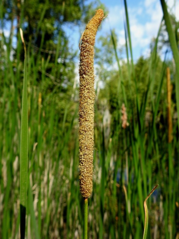 Typha angustifolia - kapeaosmankäämin kukinnon hedeosio on kukkiessaan vaalean- tai kellanruskea, useimmiten noin 10-16 cm pitkä ja noin 7-10 mm leveä. 11.7.2023. Copyright Hannu Kämäräinen.