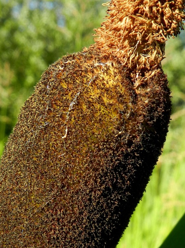 Typha latifolia - leveäosmankäämin kukinnon emiosiossa on jopa yli 100 000 kukkaa. Ne ovat ryhmittyneet noin 2 mm pitkiin pikkuhaaroihin. Kukkien emit ovat yksittäin. EH, Hämeenlinna, Sairio, Vanajaveden koillisranta rautatiesillan kaakkoispuolella, pitkospuisen rantapolun varsi, 27.7.2012. Copyright Hannu Kämäräinen.