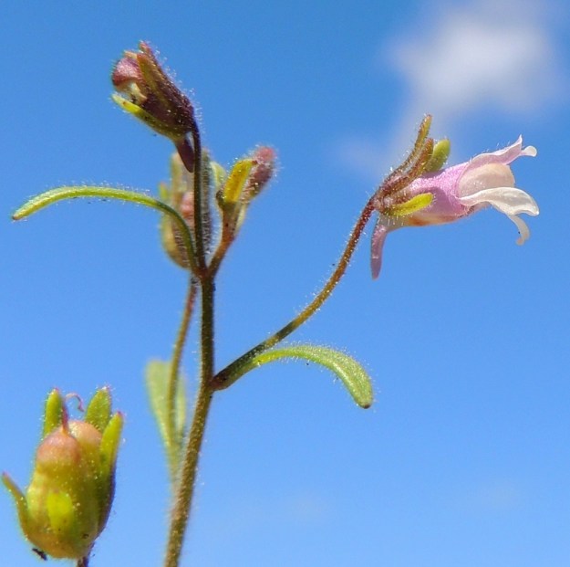Chaenorhinum minus - (pikku)kissankidan teriö on vastakohtainen, kaksihuulinen ja putkimaisesti yhdislehtinen sekä kannuksellinen. Se on huulten kärjestä kannuksen kärkeen tavallisesti noin 6-9 mm pitkä. Ylähuuli on lyhyehkösti kaksiliuskainen ja noin 3-4 mm pitkä. Alahuuli on kolmiliuskainen, yleensä valkoinen ja samaa mittaluokkaa ylähuulen kanssa. Sen tyvellä on valkoinen pullistuma, joka ahtauttaa mutta ei kokonaan sulje teriön nielua. EH, Kouvola, Kuusankoski, Kuusanniemi, Myllyhuoko, Kuusaanniementien ja Käpylänrinteen kulmauksessa oleva vanha varastokenttä, 27.7.2015. Copyright Hannu Kämäräinen.
