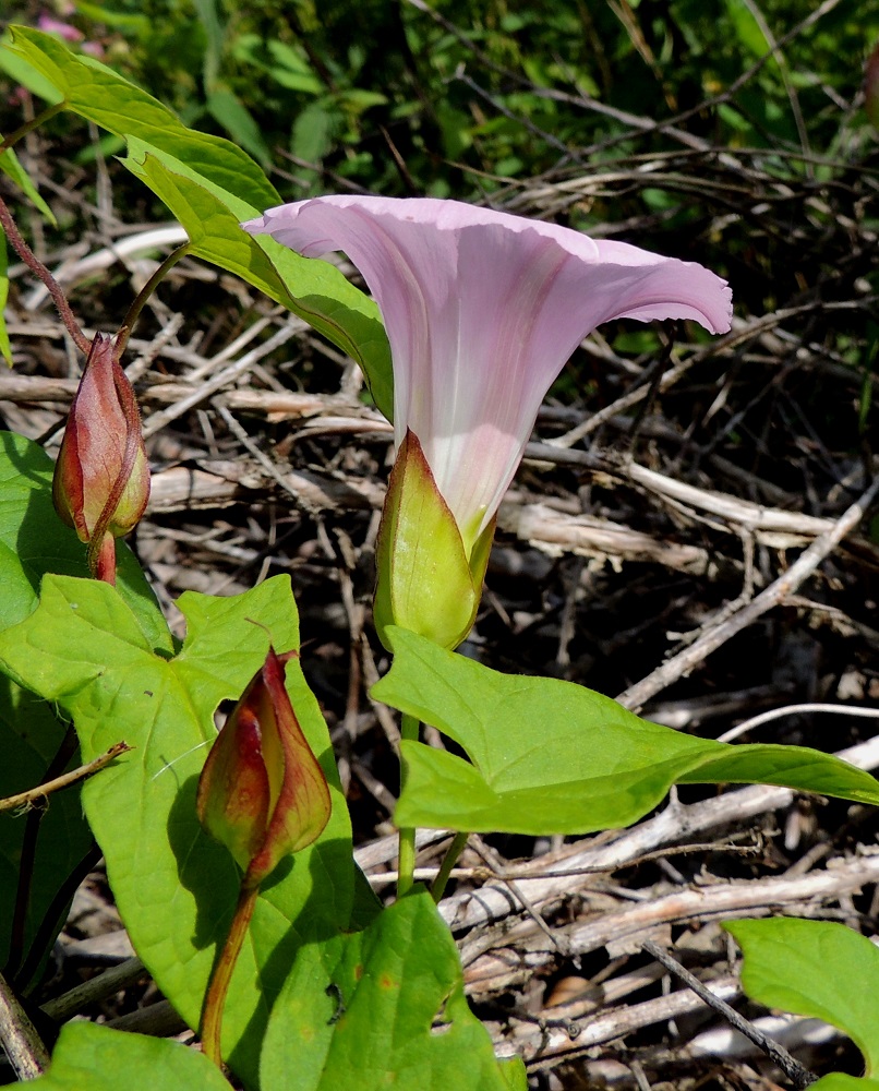 Convolvulus dahuricus - punakarhunköynnöksen teriö on yleensä noin 50-60 mm pitkä eli suunnilleen leveytensä pituinen. Kukkaperän kärjessä, välittömästi kukan alapuolella, on iso, vastakkainen esilehtipari. Tämä karhunköynnöksille ominainen, rakenteellinen tekijä oli yksi peruste, jolla ryhmä aikanaan siirrettiin omaan Calystegia-sukuunsa. Convolvulus-suvun muilla lajeilla esilehdet ovat pienet ja sijaitsevat kukkaperän puolivälin tuntumassa. EH, Hämeenlinna, Loimalahti, Kuokkamaa, entisen Sammon kaatopaikan täyttökumpu, lakialue, 6.8.2016. Copyright Hannu Kämäräinen.