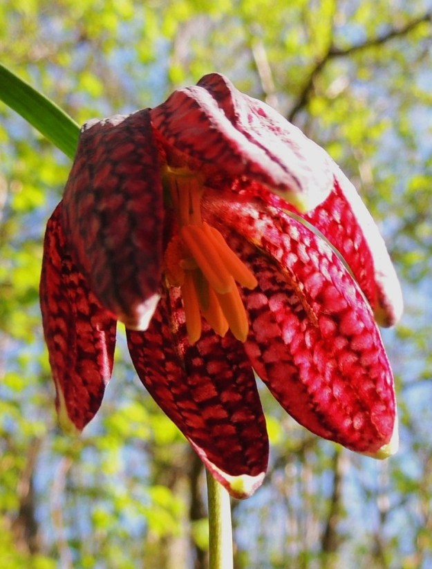 Fritillaria meleagris - kirjopikarililjan kehälehtien värikirjo on varsinkin valoa vasten vaikuttava. Kukassa on kuusi hedettä ja niiden ponnet ovat keltaiset, tasasoukat ja noin 6 mm pitkät. 25.5.2013. Copyright Hannu Kämäräinen.