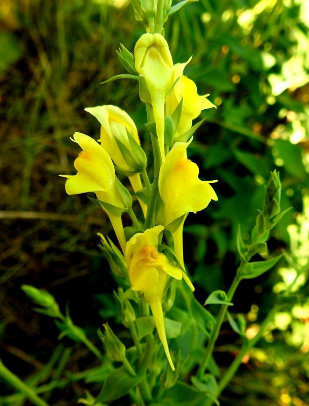 Linaria genistifolia subsp. dalmatica - isohärmäkannusruohon teriön alahuulessa oleva kannus on lähinnä kartiomainen, lähes suora tai eteenpäin kaartuva ja pitkän kapeakärkinen sekä tavallisesti noin 10-25 mm pitkä. 27.6.2018. Copyright Hannu Kämäräinen.