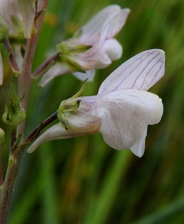 Linaria repens - juovakannusruohon teriö on pystyn ylähuulen kärjestä kannuksen kärkeen tavallisesti noin 8-15 mm pitkä. kartiomaisen ja suoran tai hieman kaarevan kannuksen osuus pituudesta on noin 3-5 mm. Kukat ovat yksittäin tukilehtiensä hangassa. Tukilehdet ovat noin 2-5 mm pitkät ja noin 0,2-0,5 mm leveät. Kukkaperä on noin 1-5 mm pitkä. V, Masku, Luolavuori, Lietsalantien (tie 1893) laiteet Seikelän koulun ja päiväkodin kohdalla, 12.7.2014. Copyright Hannu Kämäräinen.