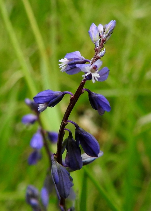 Polygala amarella - katkeralinnunruohon kukkaperä on noin 1,5-2 mm pitkä ja jo kukinnan alkuvaiheessa alaspäin kaareutuva. Teriö on noin 3-4 mm pitkä. Terälehtiä on kolme. Ne ovat tyviosastaan putkimaisesti yhdiskasvuisia. Kaksi ylempää ovat yläviistot ja pyöreäkärkiset. Alin on kouruisen venhomainen ja se on kärjestään viuhkaliuskainen. Viuhka on valkoinen ja noin 1,5-1,7 mm pitkä. Sen alapuolella on terälehden kärki, jonka sisäpuolelle jää piiloon kahdeksan hedettä ja emi, jossa on yksi vartalo ja kaksiliuskainen luotti. 18.6.2023. Copyright Hannu Kämäräinen.