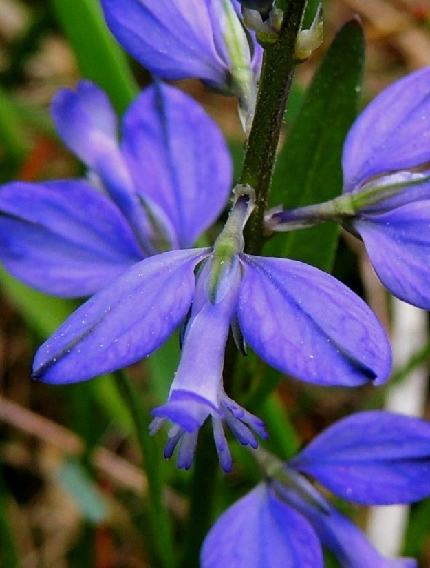 Polygala vulgaris - isolinnunruohon siipimäisten verholehtien pääsuonet ovat kärjestään verkkomaisesti yhtyviä. Pituutta näillä lehdillä on noin 4,5-7 mm ja leveyttä leveimmältä kohtaa noin 2-3,5 mm. Ne lisäävät pölyttävien hyönteistenkin silmin huomattavasti kukan näkyvyyttä. Kolme ulommaista, huomaamattomampaa verholehteä ovat noin 2-3 mm pitkät ja noin 0,7-1 mm leveät. A, Lemland, eteläpää, Björkö, Herröskatanin luonnonsuojelualue, eteläosan kallioketoalue, 30.5.2013. Copyright Hannu Kämäräinen.