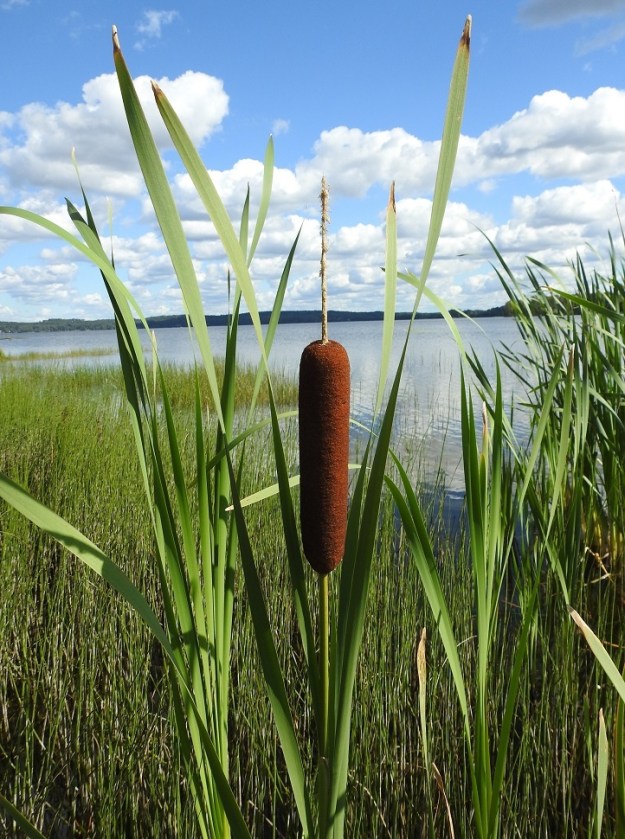 Typha latifolia - leveäosmankäämin kukinnon kypsyvä emiosio on tumman- tai mustanruskea, patukkamaisen tiivis ja tavallisesti noin 10-25 cm pitkä sekä noin 20-30 mm leveä.  EH, Hattula, Pelkola, Lehijärven länsirannan Haikonlahti, vene- ja uimarannan laide, matala rantavesi, 31.7.2021. Copyright Hannu Kämäräinen.