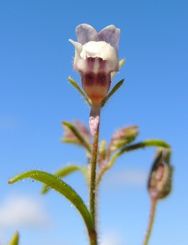 Chaenorhinum minus - (pikku)kissankidan teriön vatsapuolelta löytyy yleisvärin lisäksi muitakin ja tummempia värisävyjä. Alahuulessa oleva kannus on kartiomainen, suora tai hieman kaareva ja yleensä noin 1,5-2,5 mm pitkä. EH, Kouvola, Kuusankoski, Kuusanniemi, Myllyhuoko, Kuusaanniementien ja Käpylänrinteen kulmauksessa oleva vanha varastokenttä, 27.7.2015. Copyright Hannu Kämäräinen.