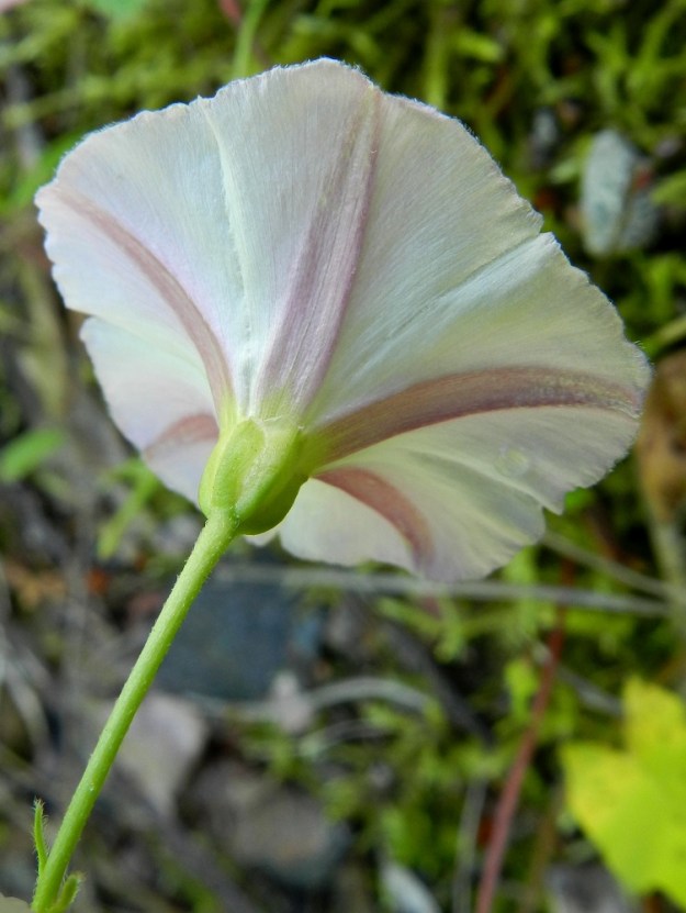 Convolvulus arvensis - peltokierron yhdiskasvuisten terälehtien keskellä näkyy alapinnalla pohjaväriä punaisempi raita tyvestä kärkeä kohti. Verhiö on viisilehtinen. Verholehdet ovat lähinnä soikeat, kuperat, hieman lomittaiset ja pyöreäpäiset sekä kalvoreunaiset. Ne ovat 3,5-5 mm pitkät ja noin 2-3 mm leveät. Lyhytkarvaisen tai kaljuhkon kukkaperän puolivälissä tai yläpuolella on pieni, vastakkainen esilehtipari, jonka lehdet ovat kapeansuikeat ja useimmiten lyhytkarvaiset sekä noin 3-5 mm pitkät ja noin 0,5-1 mm leveät. ES, Lappeenranta, keskusta-alue, vanhan, käyttämättömän rautatien penger noin 330 m Ratakadun sillasta pohjoiseen, 11.7.2012. Copyright Hannu Kämäräinen.